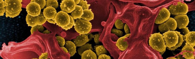Read more about the article Helicobacter pylori – kako si pomagamo na naraven način?