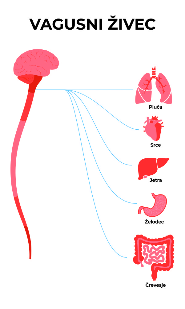 Poenostavljena anatomska grafika vagusnega živca, ki prikazuje njegovo pot od možganov do organov v telesu.