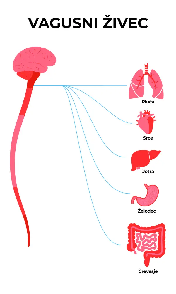 Poenostavljena anatomska grafika vagusnega živca, ki prikazuje njegovo pot od možganov do organov v telesu.